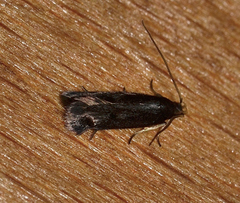 Lecithocera terrigena