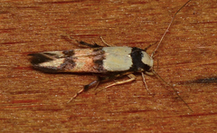 Stathmopoda pantarches
