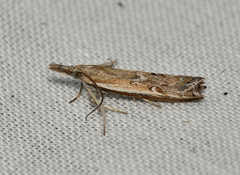 Ptochostola microphaeellus