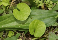 Puccinia dichondrae