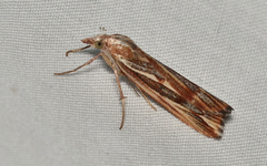 Rhynchopsota delogramma