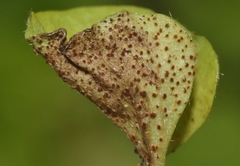 Puccinia dichondrae