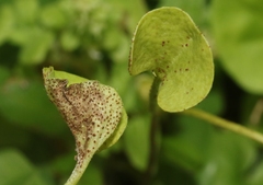 Puccinia dichondrae
