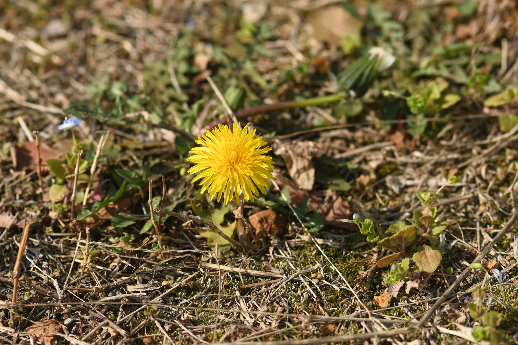 Taraxacum mongolicum Hand.-Mazz.