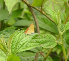 Heliophorus epicles