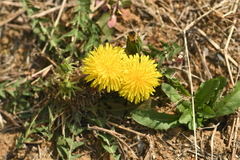 Taraxacum mongolicum