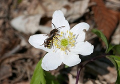 Nomada bifasciata