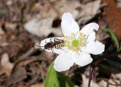 Nomada bifasciata