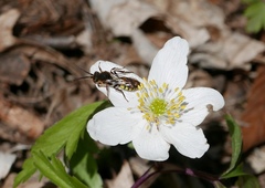 Nomada bifasciata