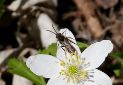 Nomada bifasciata