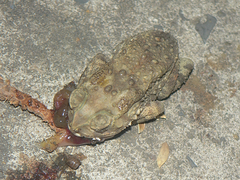 Duttaphrynus melanostictus