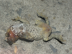 Duttaphrynus melanostictus