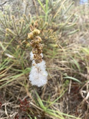 Eriospermum lanceifolium