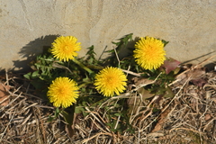 Taraxacum mongolicum