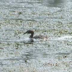 Tachybaptus ruficollis