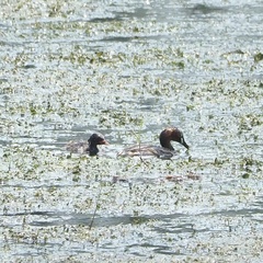 Tachybaptus ruficollis