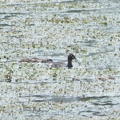 Tachybaptus ruficollis