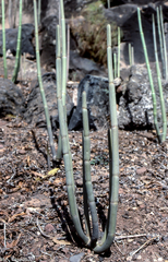 Ceropegia dichotoma krainzii