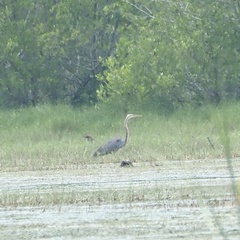 Ardea purpurea