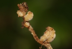 Rhizobiaceae
