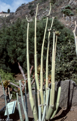 Ceropegia dichotoma