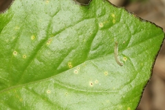 Puccinia crepidis