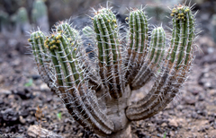 Euphorbia handiensis