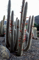 Cleistocactus strausii