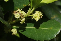 Elaeodendron laneanum
