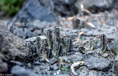 Apteranthes burchardii