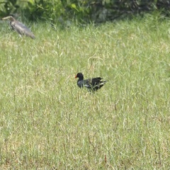 Gallinula chloropus