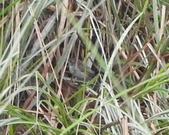 Laticilla cinerascens