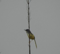 Prinia flaviventris
