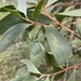 Acacia leiocalyx leiocalyx - Photo (c) Greg Tasney, μερικά δικαιώματα διατηρούνται (CC BY-SA), uploaded by Greg Tasney