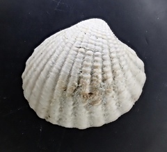 Coanicardita ventricosa