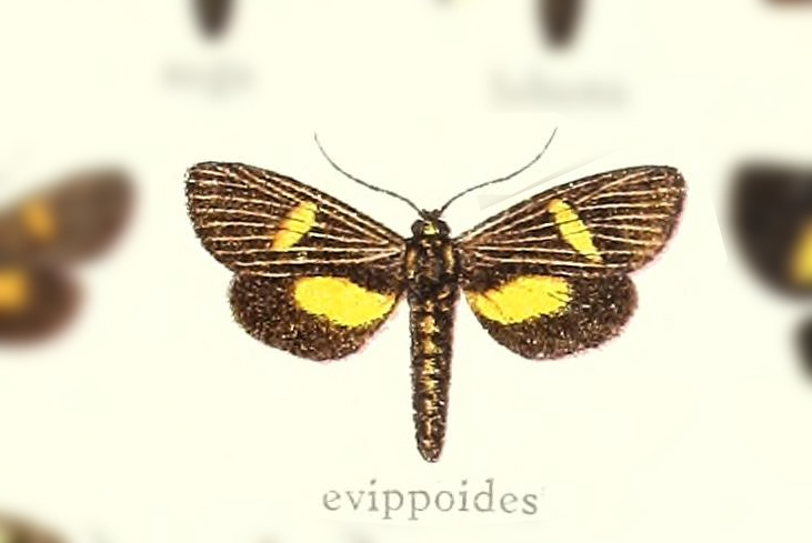 Erbessa evippoides