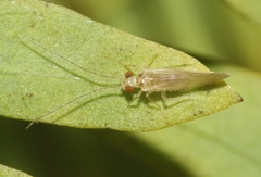 Valenzuela bermudensis