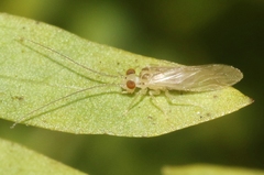 Valenzuela bermudensis