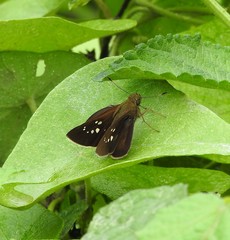 Polytremis lubricans