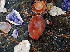 Staphylaea staphylaea