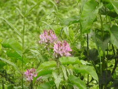 Cleome