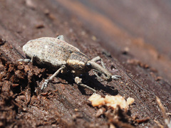 Lepyrus palustris