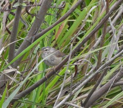 Phylloscopus fuscatus