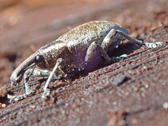 Lepyrus palustris
