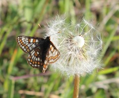 Euphydryas iduna