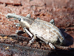 Lepyrus palustris