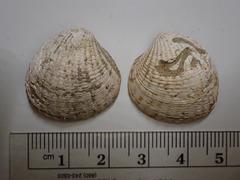 Coanicardita ventricosa