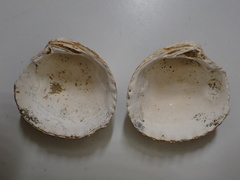 Coanicardita ventricosa