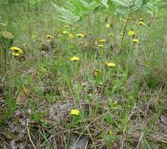 Pilosella piloselliflora
