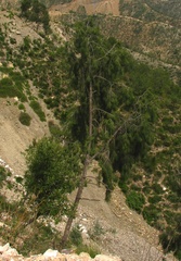 Juniperus flaccida